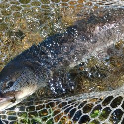 イトウ記録更新！ ～フィッシングパーク高島の泉～